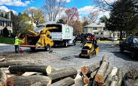 How Our Tree Care Process Works  in  Pleasure Point, CA