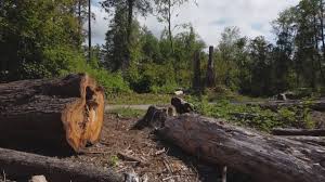 Best Firewood Processing and Delivery  in Pleasure Point, CA