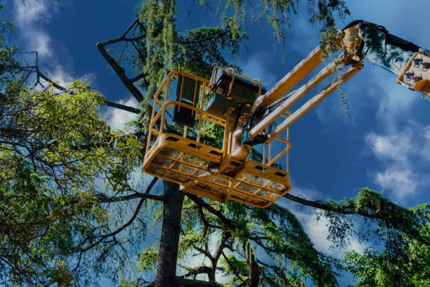 Professional Tree Services in Pleasure Point, CA