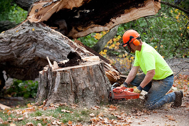 Best Hazardous Tree Removal  in Pleasure Point, CA