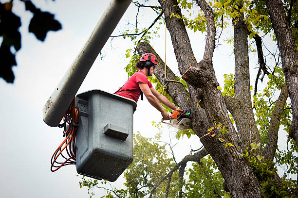 Best Arborist Consultation Services  in Pleasure Point, CA